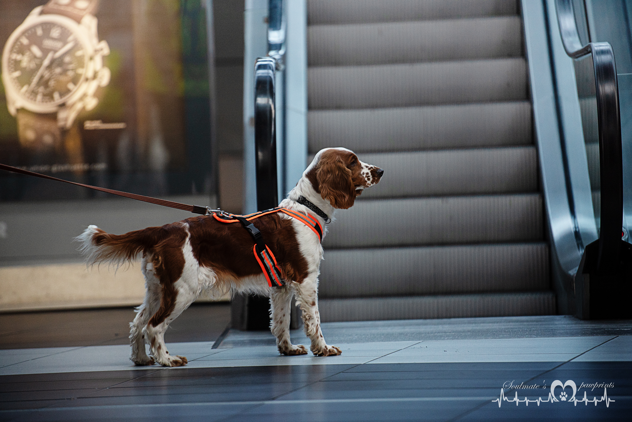 Mantrailing Workshop in Dresden Sächsischen Schweiz