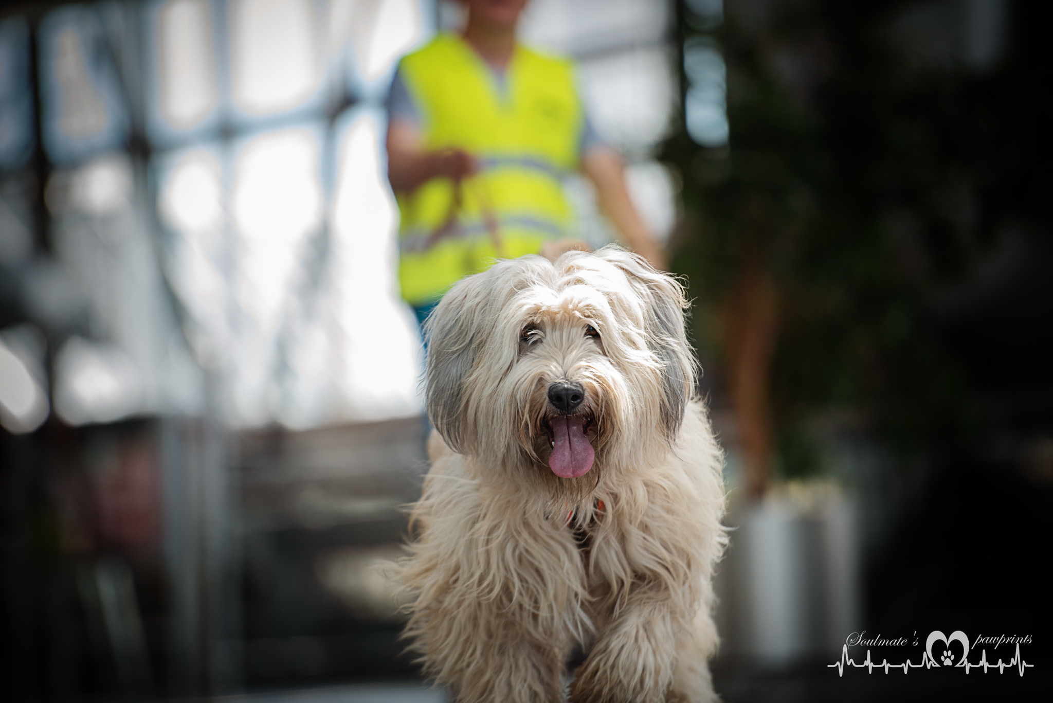 mantrailing-dresden.de